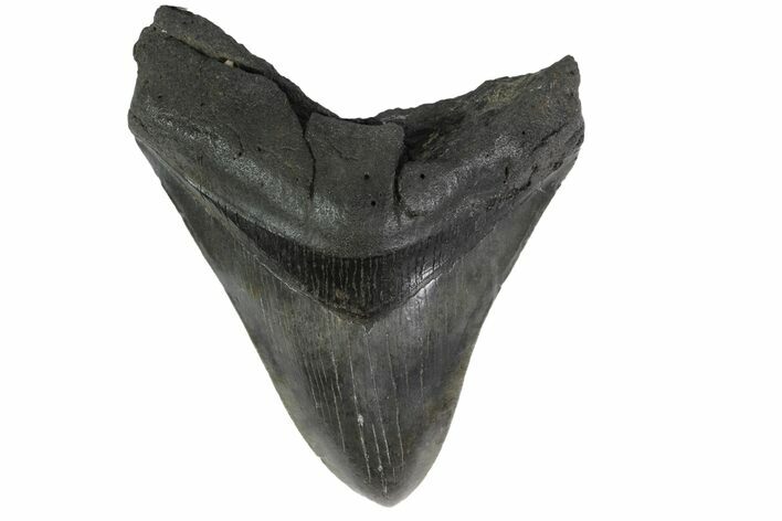 Fossil Megalodon Tooth - South Carolina #158914